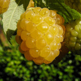 Anne Everbearing Yellow Raspberry