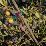 Arbequina Fruiting Olive - C&J Gardening Center