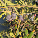 Arbequina Fruiting Olive - C&J Gardening Center
