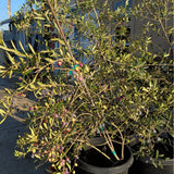 Arbequina Fruiting Olive - C&J Gardening Center