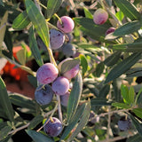 Arbequina Fruiting Olive - C&J Gardening Center