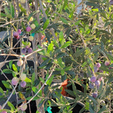 Arbequina Fruiting Olive - C&J Gardening Center