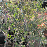 Arbequina Fruiting Olive - C&J Gardening Center