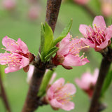 Arctic Star White Nectarine