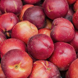 Arctic Star White Nectarine