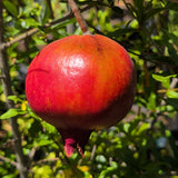 Ariana Pomegranate - C&J Gardening Center
