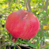Ariana Pomegranate - C&J Gardening Center
