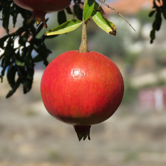 Ariana Pomegranate