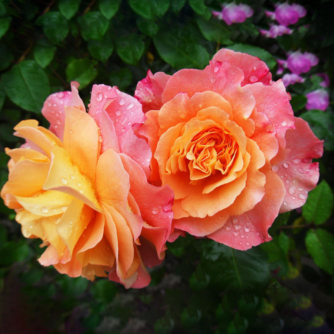 Arizona Rose | C&J Gardening Center