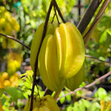 Arkin Starfruit - C&J Gardening Center