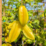 Arkin Starfruit - C&J Gardening Center