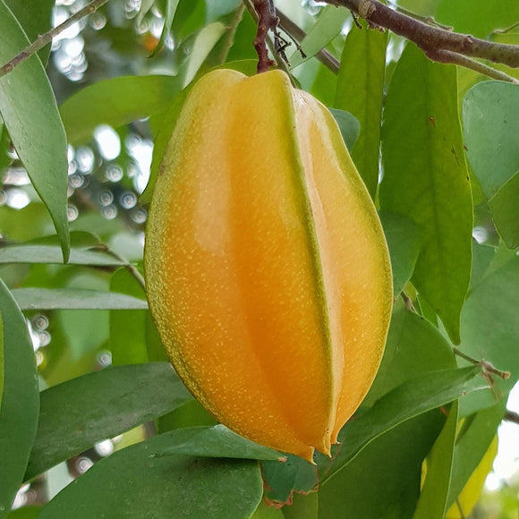 Arkin Starfruit
