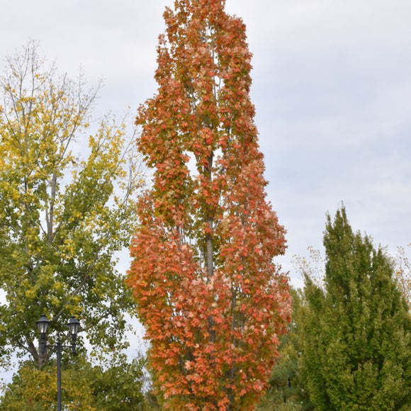 Armstrong Red Maple