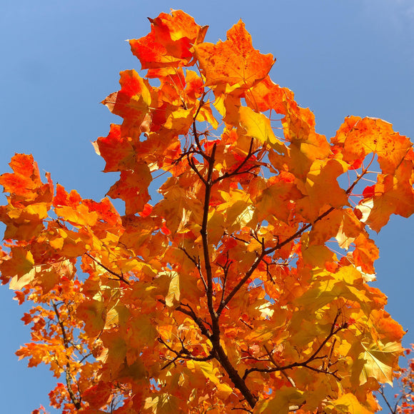 Armstrong Red Maple
