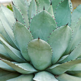 Artichoke Agave