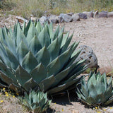 Artichoke Agave
