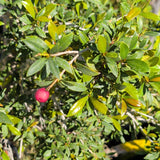 Australian Brush Cherry Bonsai Tree - C&J Gardening Center