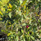 Australian Brush Cherry Bonsai Tree - C&J Gardening Center
