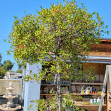 Australian Brush Cherry Bonsai Tree - C&J Gardening Center