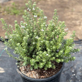 Gray Box Coast Rosemary - C&J Gardening Center