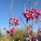 Taiwan Flowering Cherry