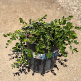 Green Carpet Low Growing Natal Plum - C&J Gardening Center