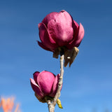Black Tulip Magnolia