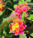 Confetti Lantana