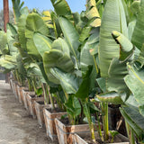 Giant Bird of Paradise