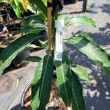 Kesar Mango - C&J Gardening Center