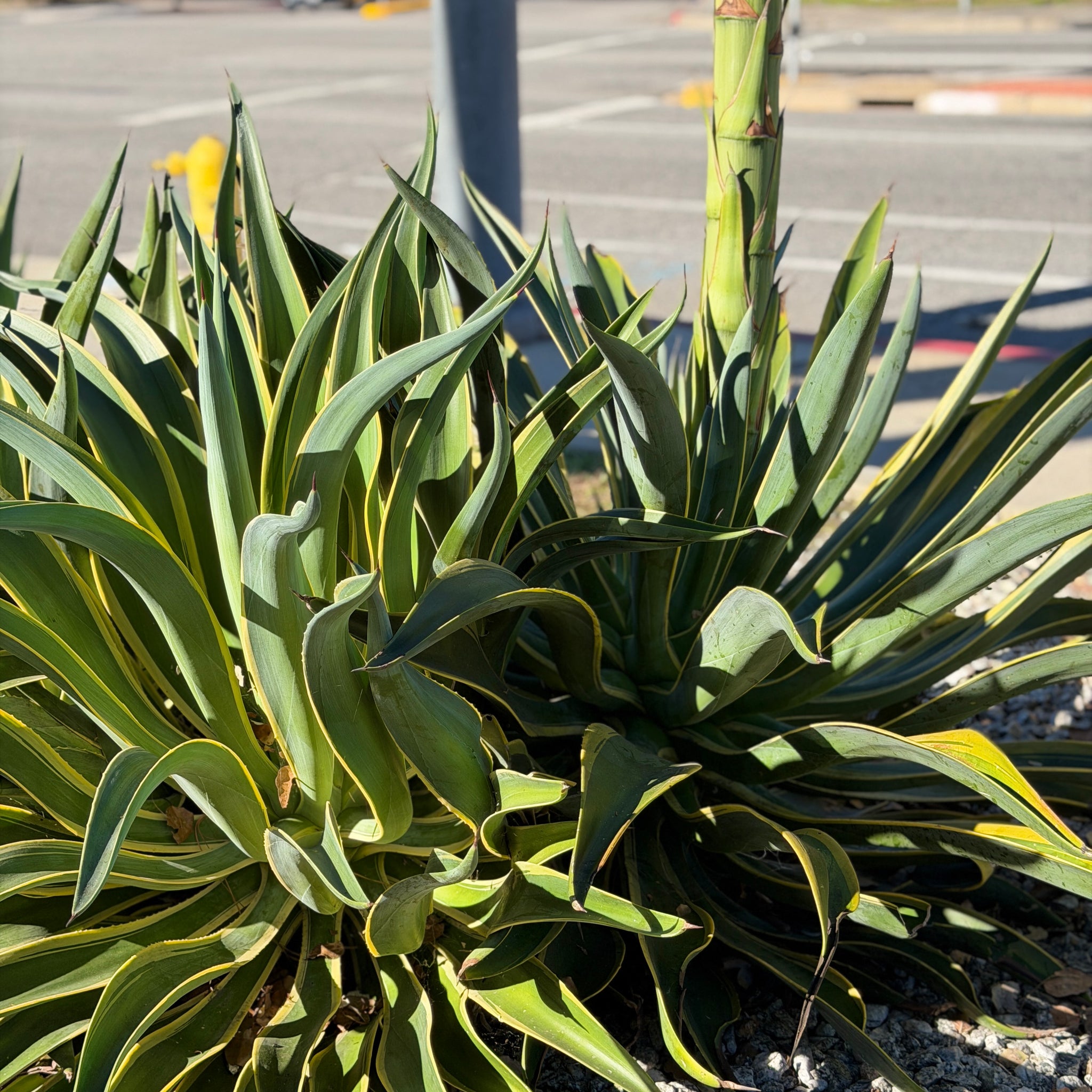 Variegated Smooth Agave Desert