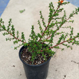 Julia Phelps California Lilac - C&J Gardening Center