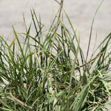 Bull Grass - C&J Gardening Center