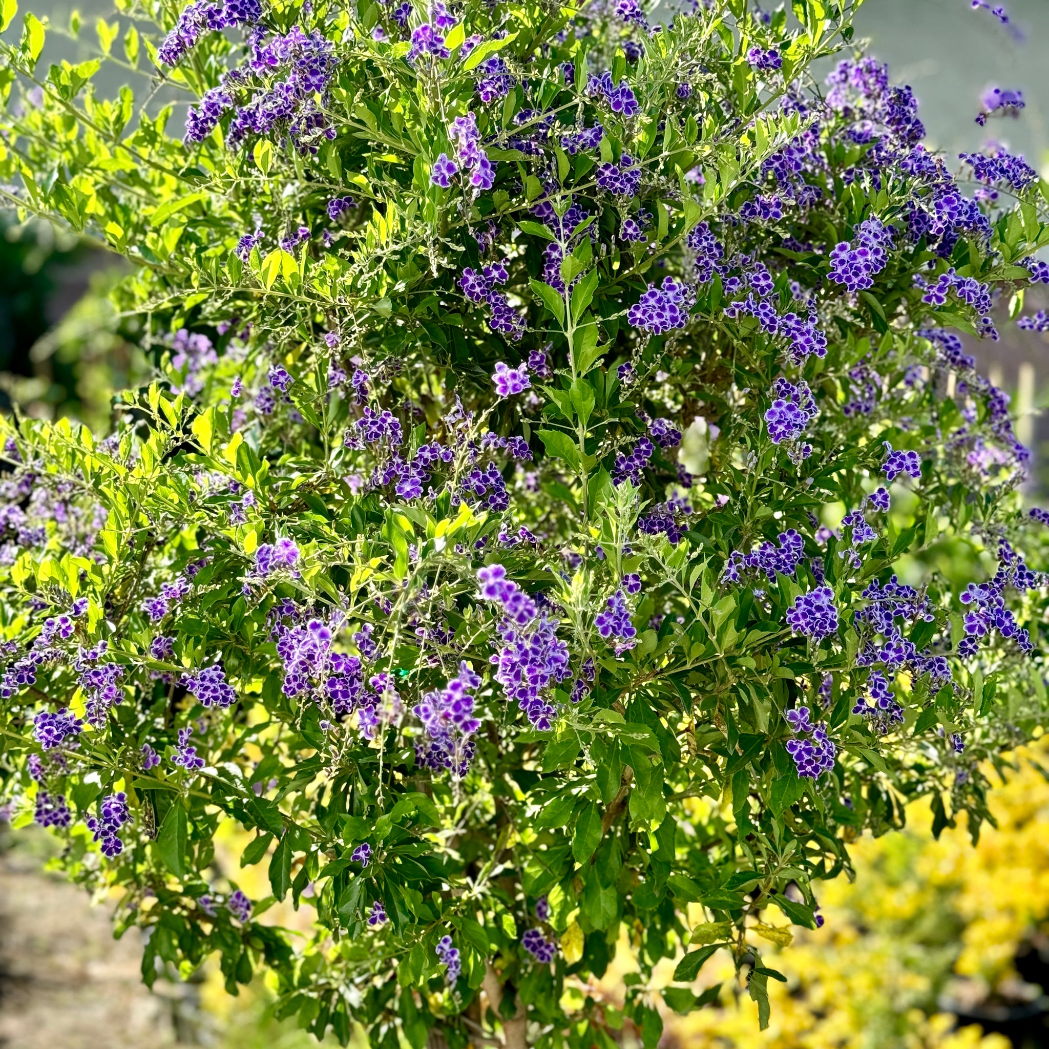 skyflower hanging plant Sky Flower Patio Tree Patio & Climbing - 25 Gallon ( 4