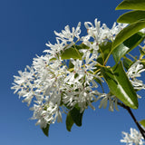 Chinese Fringe Tree