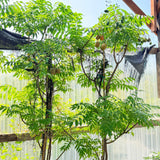 June Plum - C&J Gardening Center