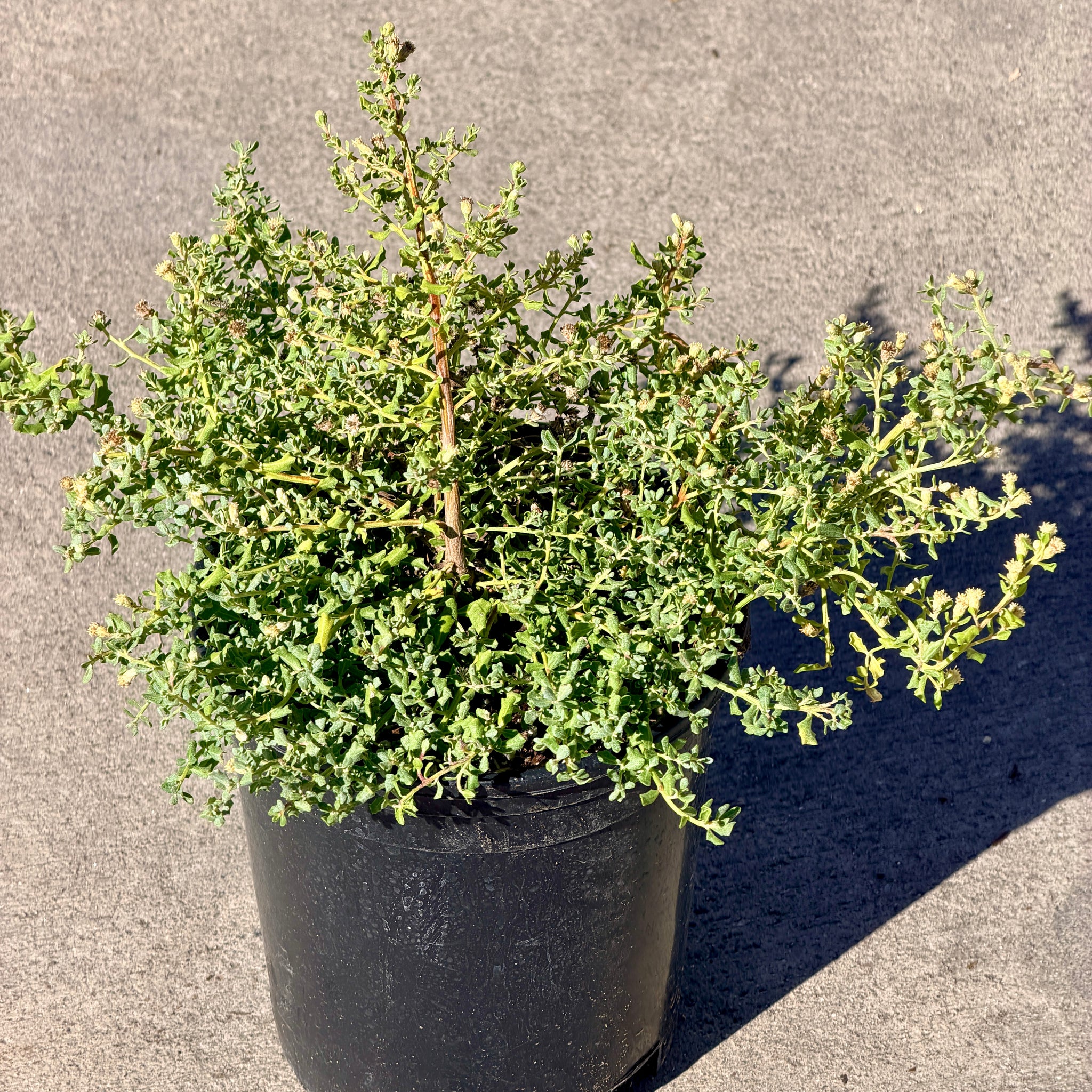 Prostrate Coyote Brush | C&J Gardening Center