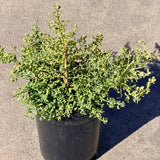 Prostrate Coyote Brush