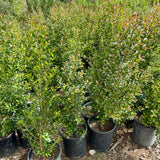 Australian Brush Cherry