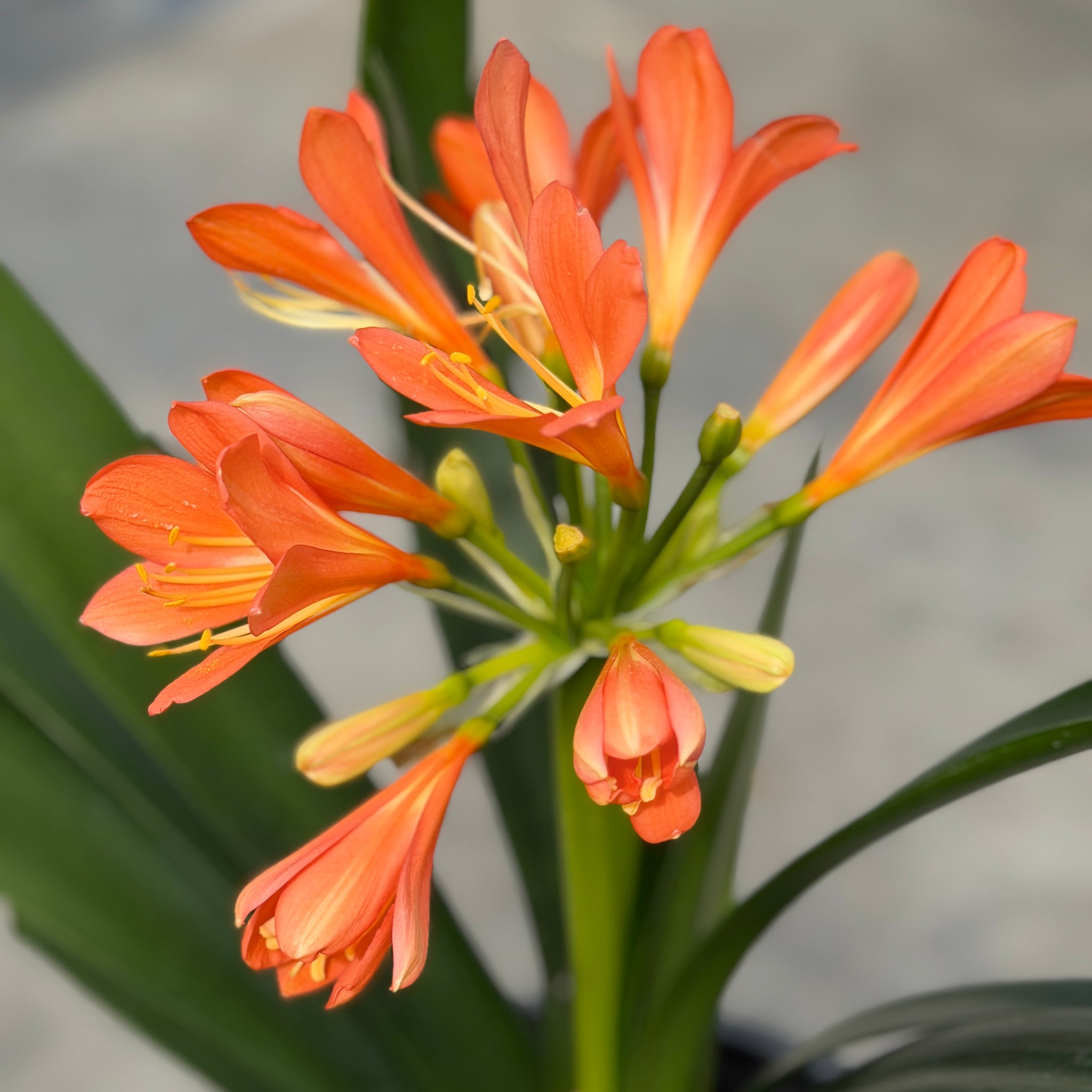Belgian Orange Kaffir Lily Flower Shrub