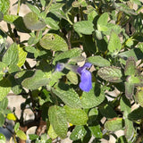 Dark Blue Germander Sage