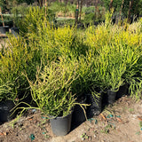 Firestick Plant - C&J Gardening Center
