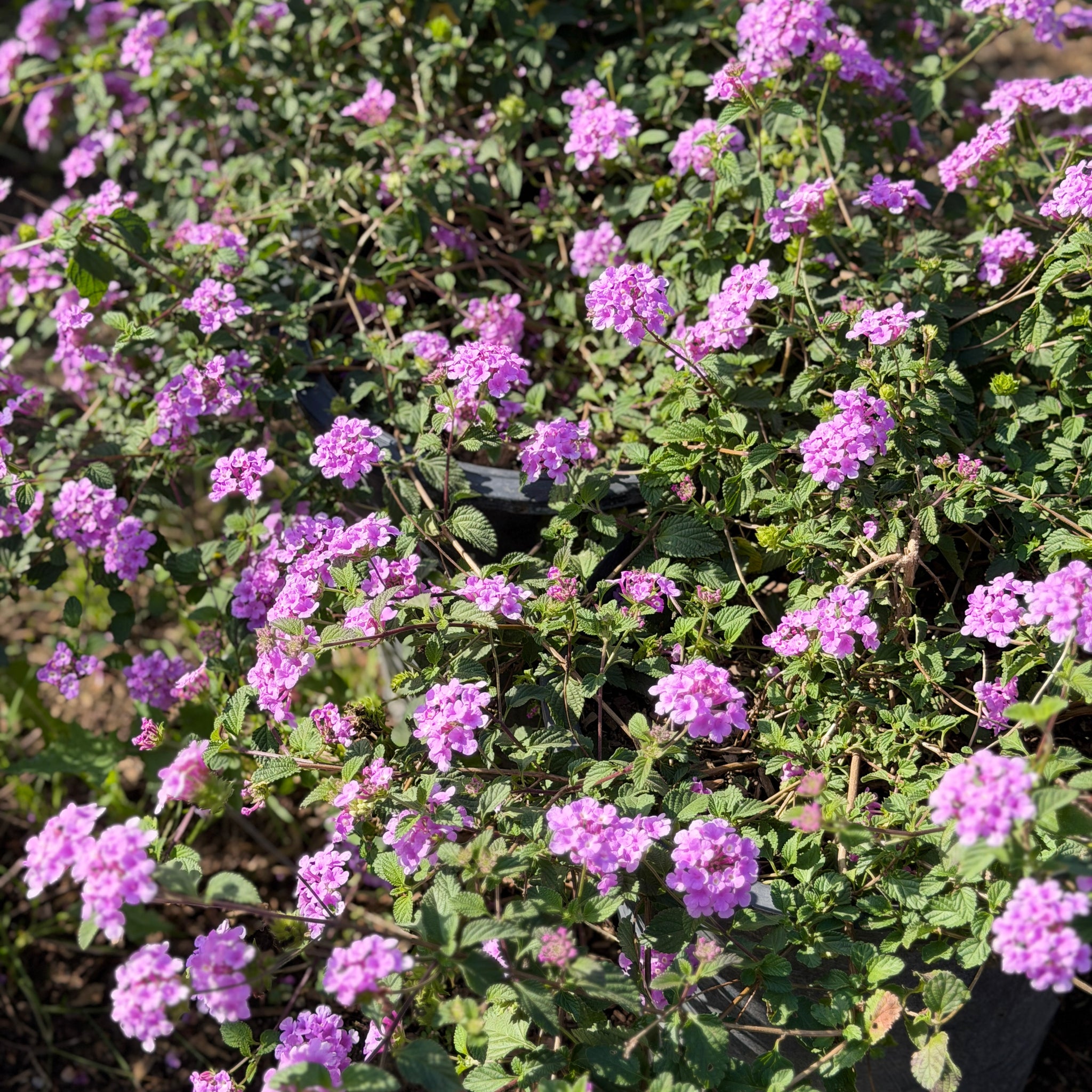 trailing lavender lantana plant Purple Trailing Lantana Flower Shrub