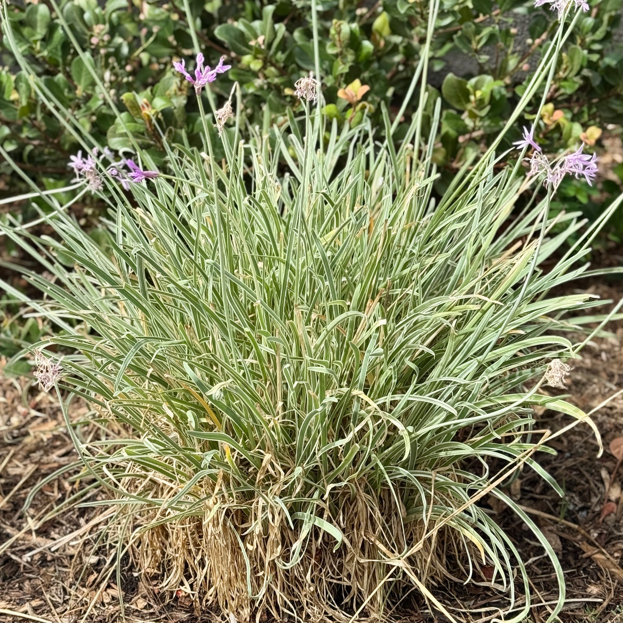 Variegated Society Garlic | C&J Gardening Center