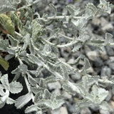 Silver Carpet Aster - C&J Gardening Center
