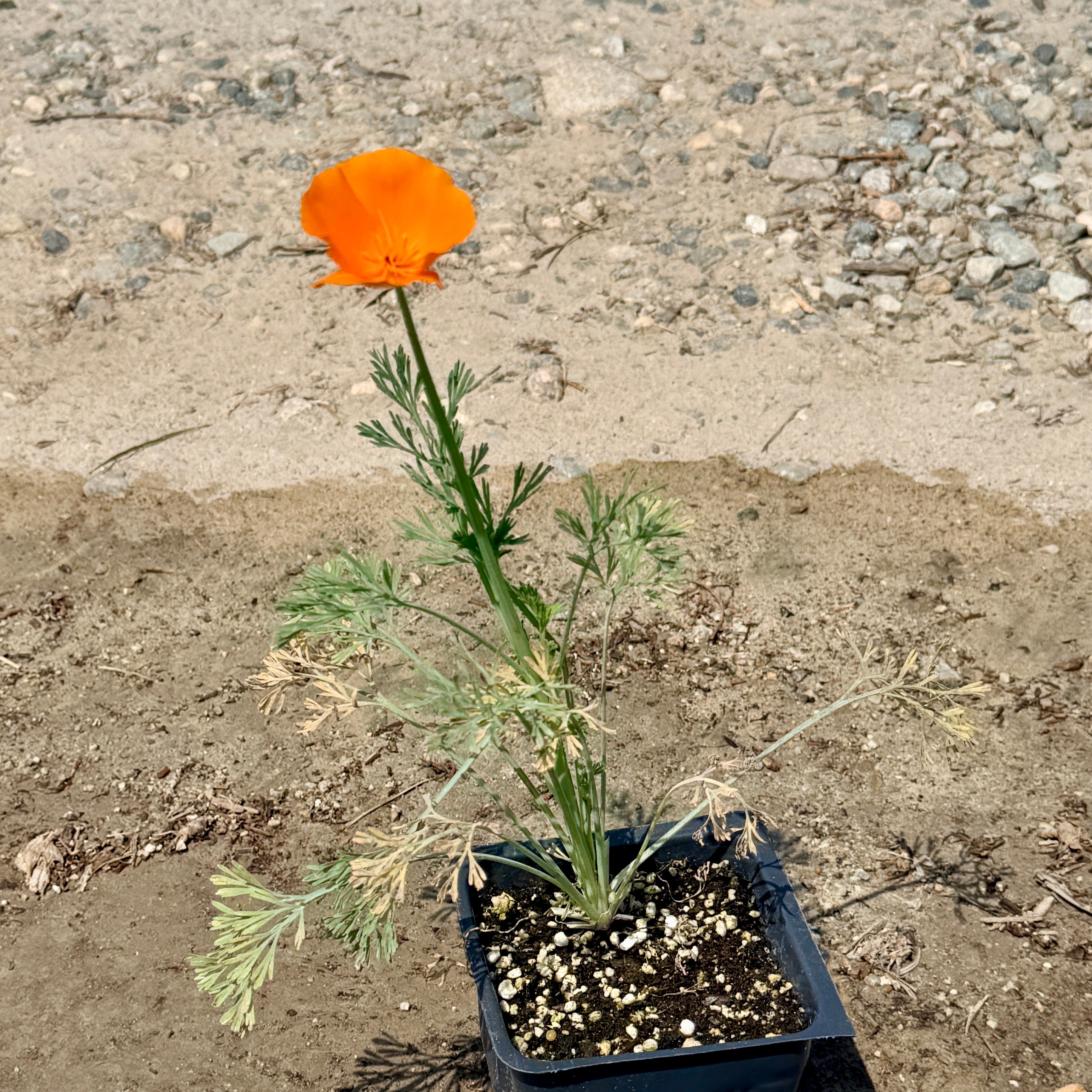 California Poppy Flower Shrub