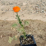 California Poppy - C&J Gardening Center