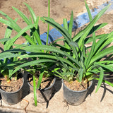White Lily of the Nile - C&J Gardening Center