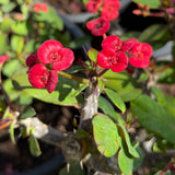 Crown of Thorns - C&J Gardening Center