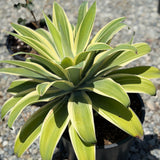 Variegated Foxtail Agave - C&J Gardening Center